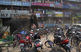 elephant in town, bengal elephant news, elephant comes from forest