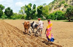 राजस्थान के किसानों को राहत का इंतजार