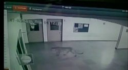 VIDEO: बेंगलुरु के स्‍कूल में घुसा तेंदुआ, छह को किया घायल