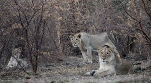 Lion, King of Forest, Indian Lion, White Lion