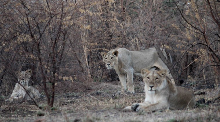 Lion, King of Forest, Indian Lion, White Lion