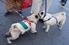 Man insulted national flag, national flag, insulted national flag, pet run in Surat, pet lovers group, Gujrat news