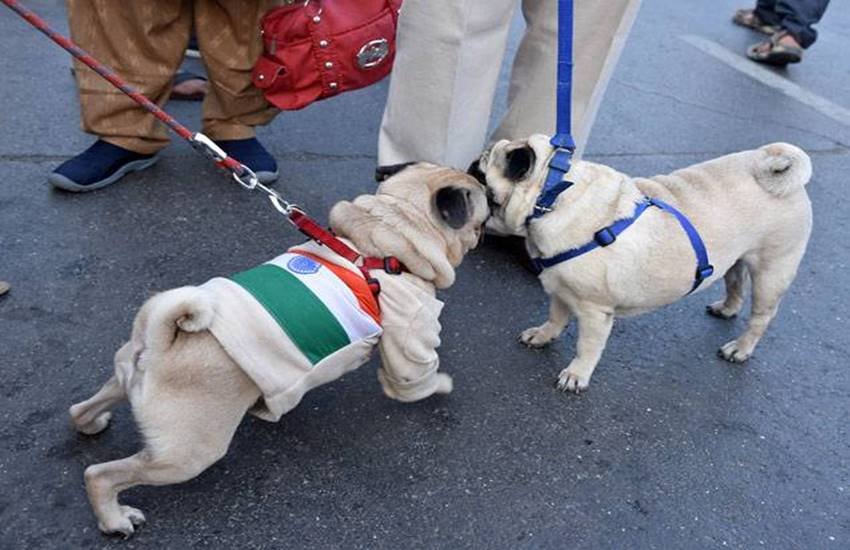 Man insulted national flag, national flag, insulted national flag, pet run in Surat, pet lovers group, Gujrat news