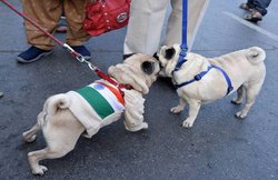 गुजरात की Pet Run में हुआ राष्ट्र ध्वज का अपमान, कुत्ते को तिरंगा पहनाने वाले के खिलाफ FIR दर्ज