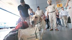 162 कुत्तों को ट्रेनिंग दे रहा है एनडीआरएफ, जानिए क्‍यों