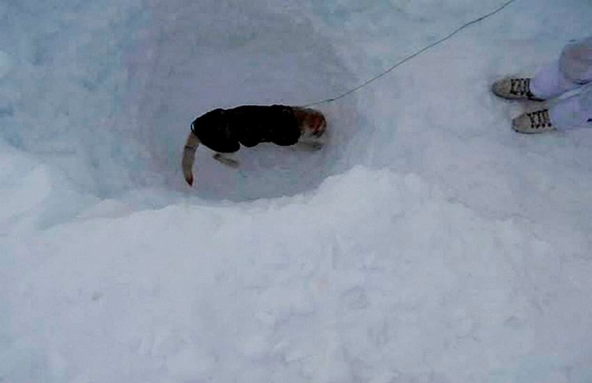 Siachen Miracle Rescue, #SiachenMiracle, siachen glacier, N. Y. Hanumanthappa, siachen, avalanche, Lance Naik Hanamanthappa, avalanche survivor, Siachen latest news, Hanumanthappa, Siachen survivor, soldier found alive, Siachen Miracle Rescue facts, हनमनथप्‍पा, सियाचिन ग्‍लेशियर, सियाचिन, Siachen Miracle Rescue facts