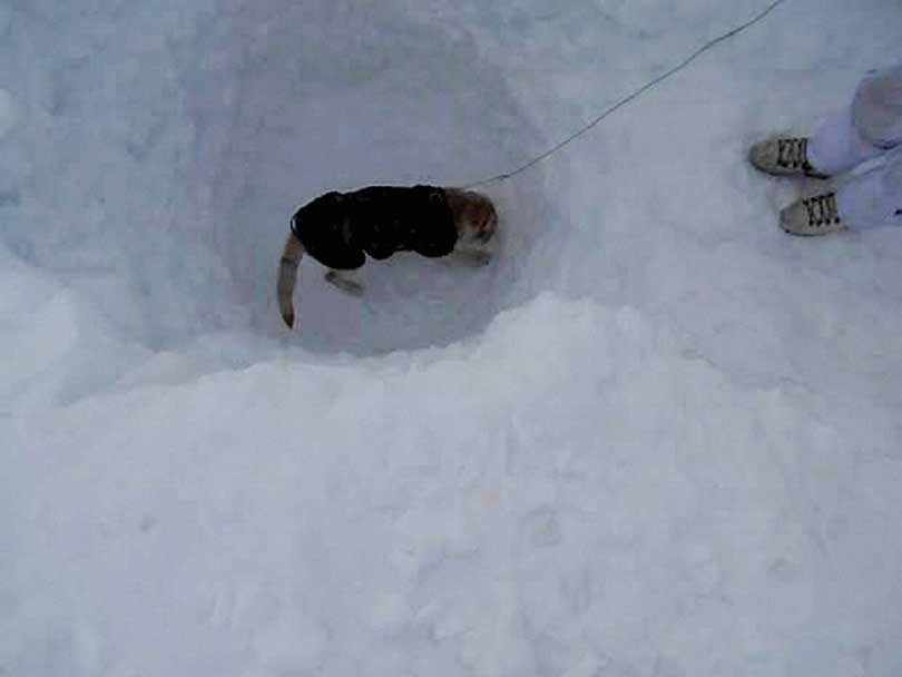 #SiachenMiracle, Hanaman Thappa Koppad, Siachen avalanche, Siachen miracle, हनामन थापा, सियाचिन, Hanaman Thappa Siachen, Siachen Glacier, Hanaman Thappa found alive