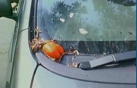 subramanian swamy, subramanian swamy car attacked, subramanian swamy in kanpur, egg pelted on subramanian swamy, BJP, भाजपा, सुब्रमण्यम स्वामी, सब्रमण्‍यम स्‍वामी पर हमला, स्‍वामी की कार पर फेंके अंडे टमाटर