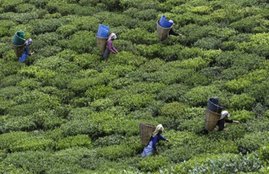 prostitution, young girls, young womans, tea plantation lockout, tea garden, kolkata news, sex racket