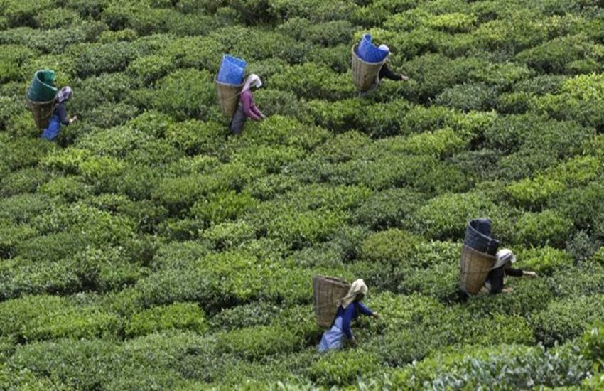 prostitution, young girls, young womans, tea plantation lockout, tea garden, kolkata news, sex racket