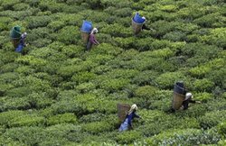 परिवार का पेट पालने के लिए देह व्यापार धंधे में जा रही 16 से 18 साल की युवतियां