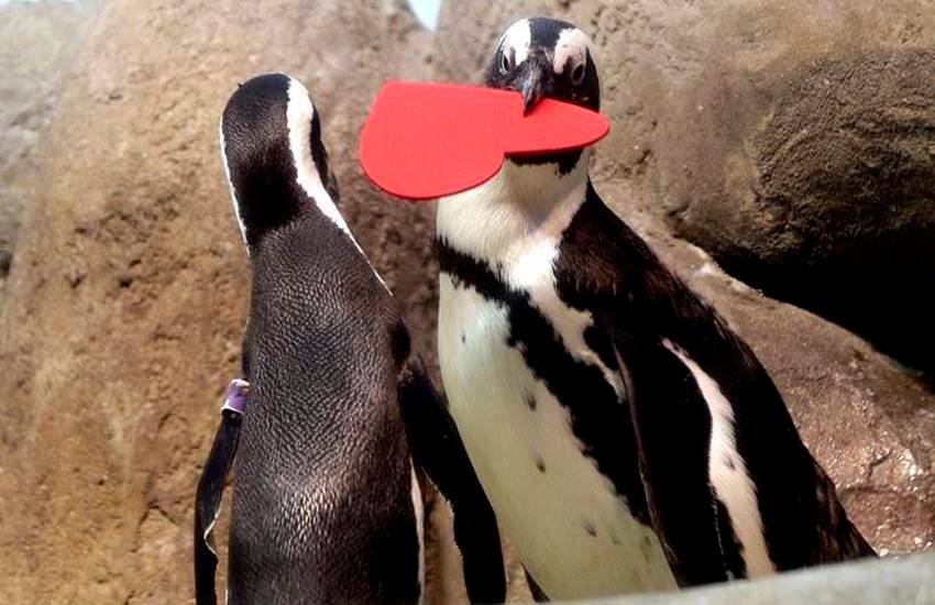 valentine day , valentine day 2016, valentine day around the world, picture of valentine day