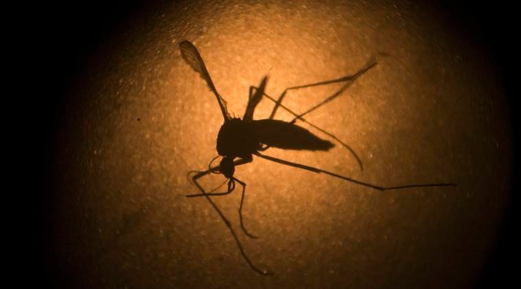 zika virus, zika virus infection, zika virus brazil, zika virus symptoms, health