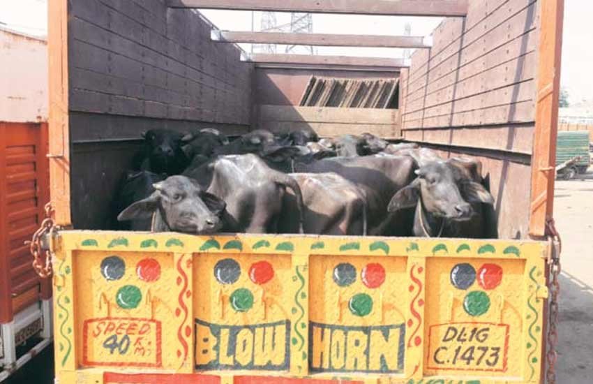 Jharkhand, cattle traders, Muslim Traders, beef row, muslim, cattle traders in Jharkhand, Latehar, Muslim found hang, Jharkhand police probe, Jharkhand Muslim Cattle, Muslim Jharkhand