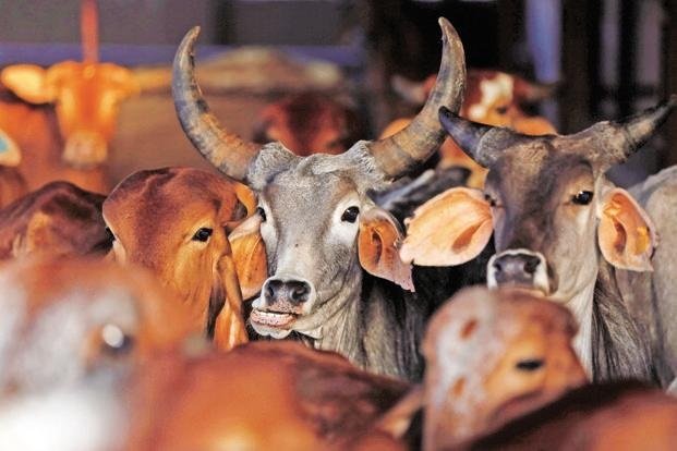 भाजपा नेता का बयान ऐसे समय में आया है जब केंद्र सरकार ने पशुओं को वध करने के लिए इन्हें बाजारों में बेचने और खरीदने पर प्रतिबंध लगाया है। '(File Photo)