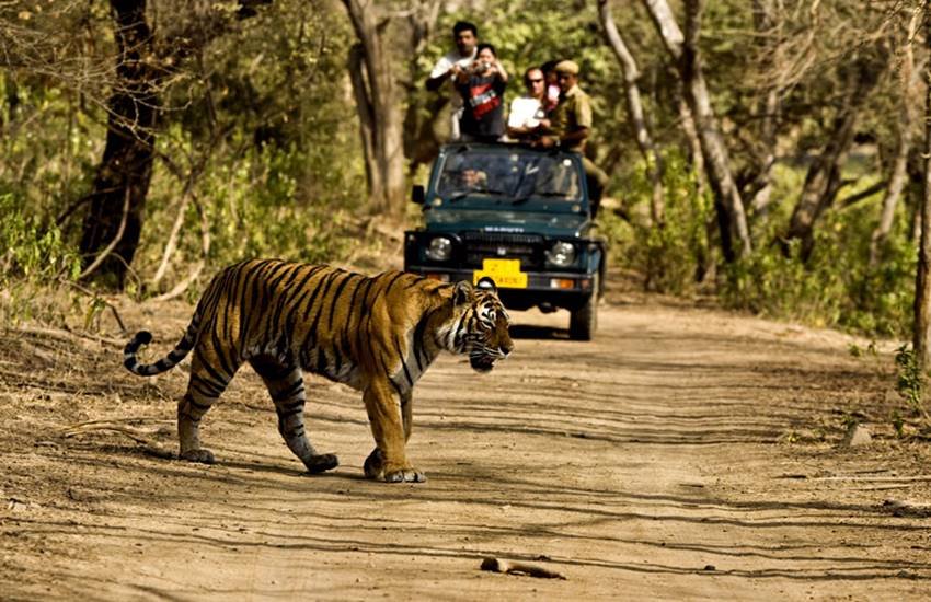 Corbett Tiger Reserve, Forest official, Harish Rawat, NewsTracker, Tiger, Uttarakhand