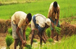 किसानों की अनदेखी पर घिरी केंद्र सरकार