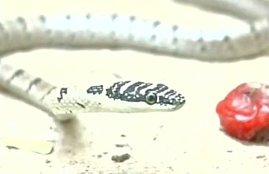 flying snake, srilankan flying snake, tamilnadu, flying snake in coimbatore, flying snake india, flying snake rescue, तमिलनाडु, उड़ने वाला सांप, श्रीलंकन फ्लाइंग स्‍नेक, फ्लाइंग स्‍नेक