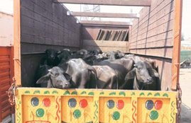 jharkhand, latehar killing, jharkhand lynching, men beaten to death, jharkhand men beaten to death, two beaten to death on suspicion of stealing cattle, jharkhand news, india news, झारखंड, जानवर चुराने के आरोप में पीटकर मार डाला, भीड़ ने भाइयों को पीटकर मारा, चाईबासा, चाईबासा हत्‍या