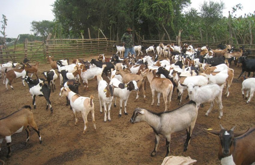 Bibek Debroy BLOg,livestock census, livestock census india, Central Institute for Research on Goats,CIRG,photographer Steve McCurry, Niti Aayog,vaccinate goats, deworm them, give nutrition supplements, healthcare, nutrition, मवेशियों की गणना, लिंगानुपात, बकरियां