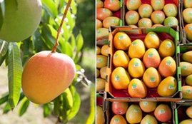 mango fruit, market news of mango, fruit