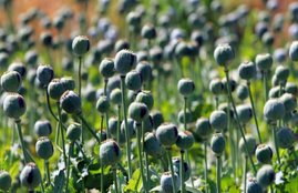 opium crop in west bangal , jansatta article, jansatta opinion, jansatta political opinion