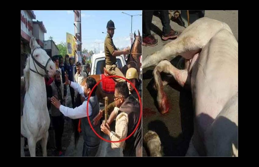 #ShaktimanSuffers, #Shaktimanpics, #Shaktimanphotos, BJP MLA, ganesh joshi, Ganesh Joshi, Shakitman. police horse shaktiman, BJP MLA shaktiman, GAnesh joshi Shaktiman, shaktiman ganesh joshi, india news