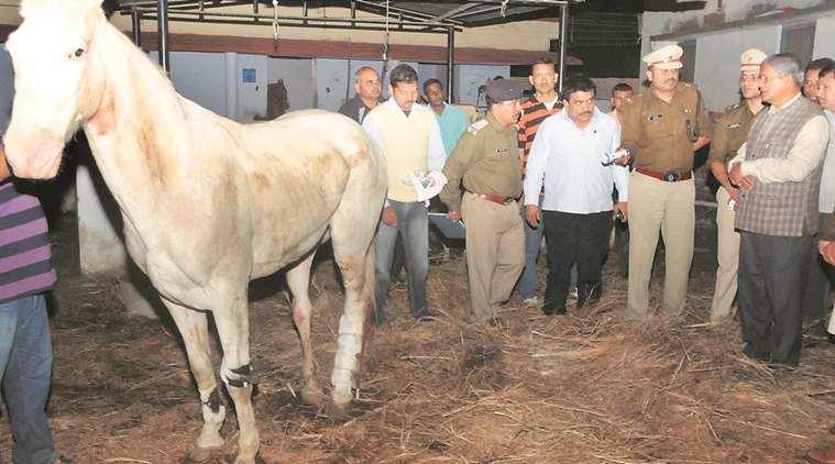 #ShaktimanSuffers, #Shaktimanpics, #Shaktimanphotos, BJP MLA, ganesh joshi, Ganesh Joshi, Shakitman. police horse shaktiman, BJP MLA shaktiman, GAnesh joshi Shaktiman, shaktiman ganesh joshi, india news