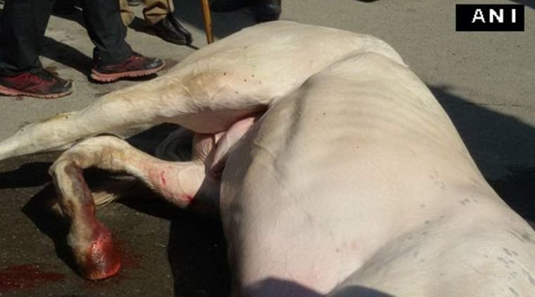 #ShaktimanSuffers, #Shaktimanpics, #Shaktimanphotos, BJP MLA, ganesh joshi, Ganesh Joshi, Shakitman. police horse shaktiman, BJP MLA shaktiman, GAnesh joshi Shaktiman, shaktiman ganesh joshi, india news