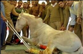 shaktimaan horse, opinion shaktimaan horse, jansatta editorial