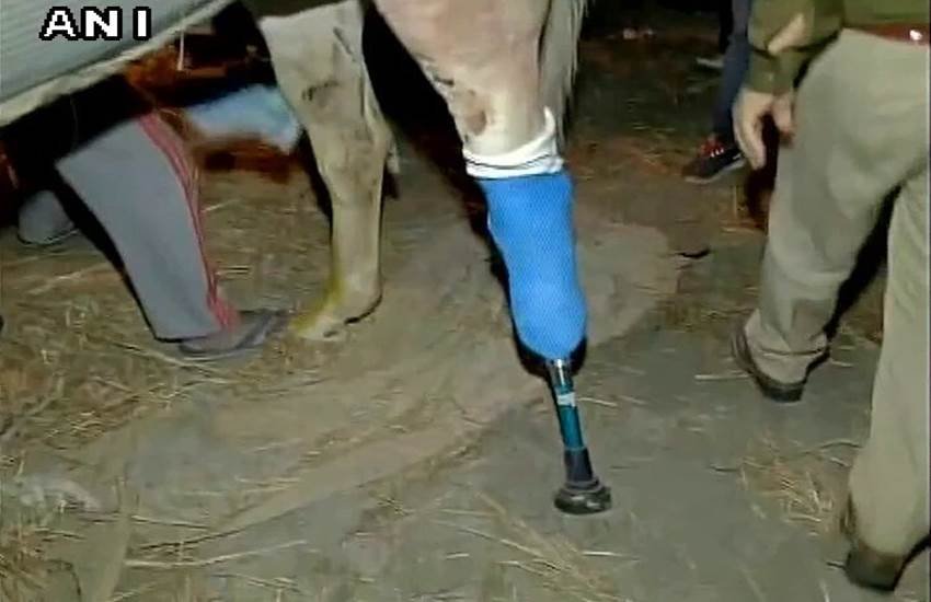 #ShaktimanSuffers, #Shaktimanpics, #Shaktimanphotos, BJP MLA, ganesh joshi, Ganesh Joshi, Shakitman. police horse shaktiman, BJP MLA shaktiman, GAnesh joshi Shaktiman, shaktiman ganesh joshi, india news