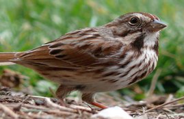birds, ecosystem, climate