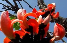 The celebration of romance, the spring fever, basant season, jansatta opinion