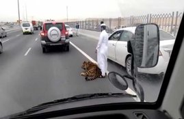 Tiger doha, Tiger, doha, Al Rayyan expressway tiger, Al Rayyan expressway, doha expressway tiger, doha traffic jam tiger, tiger doha traffic, tiger road video, tiger doha video, doha news, world news, दोहा बाघ, अल रयान एक्‍सप्रेस वे, कतर, हाइवे पर बाघ, एक्‍सप्रेस वे पर बाघ