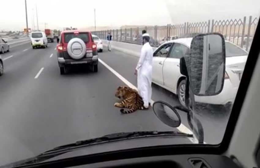 Tiger doha, Tiger, doha, Al Rayyan expressway tiger, Al Rayyan expressway, doha expressway tiger, doha traffic jam tiger, tiger doha traffic, tiger road video, tiger doha video, doha news, world news, दोहा बाघ, अल रयान एक्‍सप्रेस वे, कतर, हाइवे पर बाघ, एक्‍सप्रेस वे पर बाघ