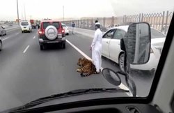 कतर में एक्‍सप्रेस-वे पर घूमता दिखा फिल्‍म की शूटिंग के लिए ले जाया जा रहा बाघ, वीडियो वायरल