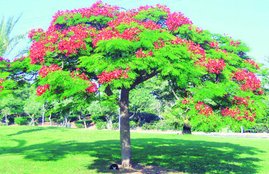 nanhi dunia, knowledge, Delonix regia, Gulmohar