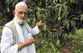 Haji Kalimullah, Padma Shri Haji Kalimullah, Mango Haji Kalimullah, Haji Kalimullah News, Haji Kalimullah latest news