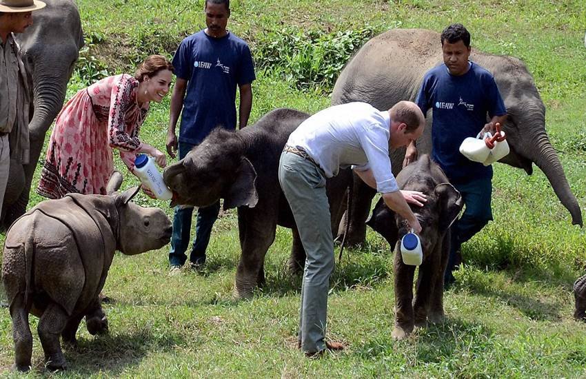 kate middleton in Kaziranga, prince william in kaziranga, royal couple in kaziranga, kate middleton, prince william, royal couple in india, kate and william in india, kate in india, william in india, kate in delhi, william in delhi, kate william, duke and duchess in india