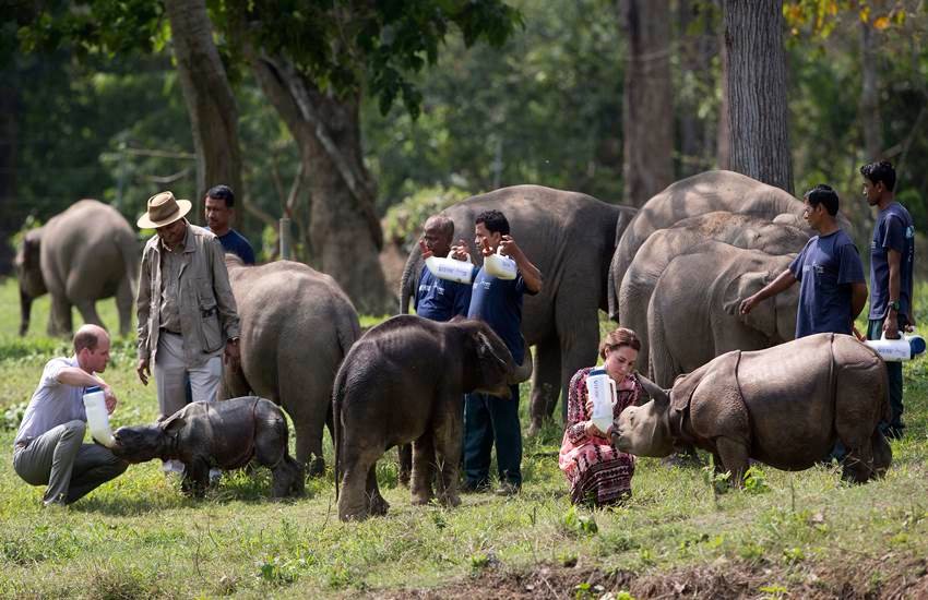kate middleton in Kaziranga, prince william in kaziranga, royal couple in kaziranga, kate middleton, prince william, royal couple in india, kate and william in india, kate in india, william in india, kate in delhi, william in delhi, kate william, duke and duchess in india