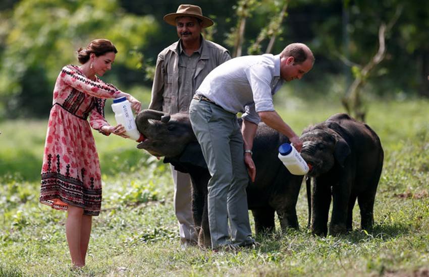 kate middleton in Kaziranga, prince william in kaziranga, royal couple in kaziranga, kate middleton, prince william, royal couple in india, kate and william in india, kate in india, william in india, kate in delhi, william in delhi, kate william, duke and duchess in india