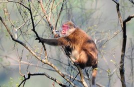 wildlife photographer, white Cheeked Macaque, New Primate, Arunachal Pradesh, Ranjan Kumar Das