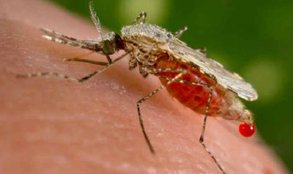 malaria medicine, scientist malaria, malaria capsule, malaria news, malaria latest news