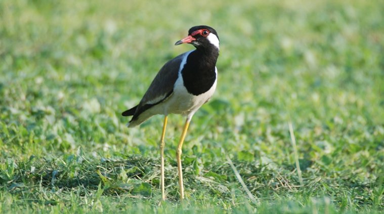 Life, Bird, Childhood, Human Life, Life Bird