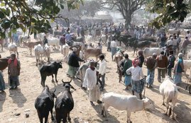 varanasi, bull badshah, varanasi bull badshah, varanasi News, varanasi Latest news, varanasi Hindi news