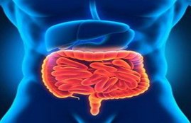 Breast Cancer, Cancer ,PROBIOTICS,ward,cancer,Increasing,levels,good,bacteria,intestines,slows,stops,disease,developing