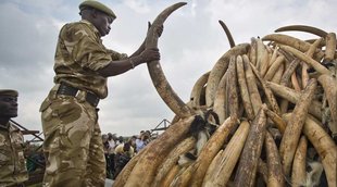 kenya, kenya ivory, keny ivory burning, ivory burning, kenya burning ivory, africa ivory, africa ivory burning, ivory burning africa, africa news, world news