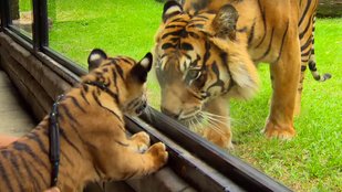 improve in Tiger Generation, tribal society, jansatta article, jansatta opinion