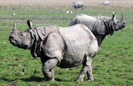 Kaziranga national park, kaziranga rhino, rhinoceros, rhino killed, kaziranga rhino poaching, rhino poaching india, rhino horn, rhino assam, rhino india, national news in hindi, breaking news hindi, काजीरंगा नेशनल पार्क, गैंडे का शिकार, असम, गैंडा, गैंडे का सींग