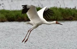 Siberian crane, crane Bird, Etawah, Uttar Pradesh, siberian crane migration